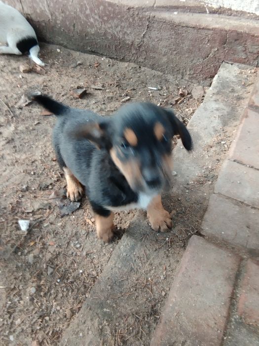 Oddam pieski w dobre ręce