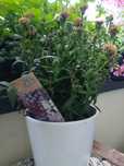 Aster Showmaker Trójkolorowy Oddam za darmo