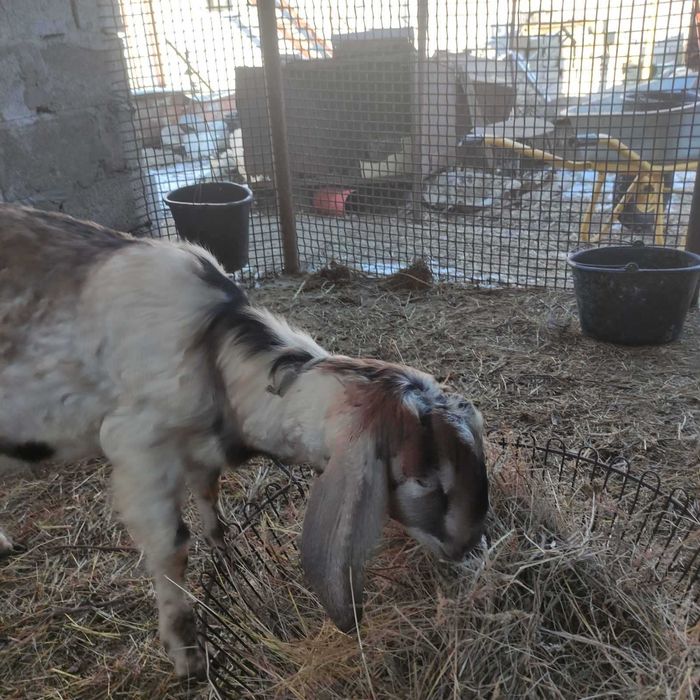 Продам чудового англонубійського козла на племя