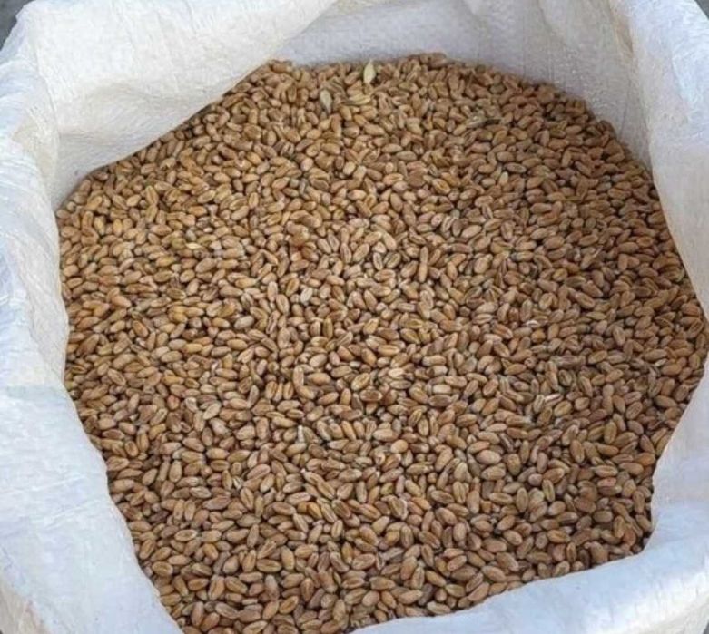 Pszenica ze żniw 2025-po centrali