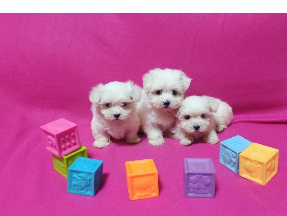 Maltańczyk szczeniaczek.