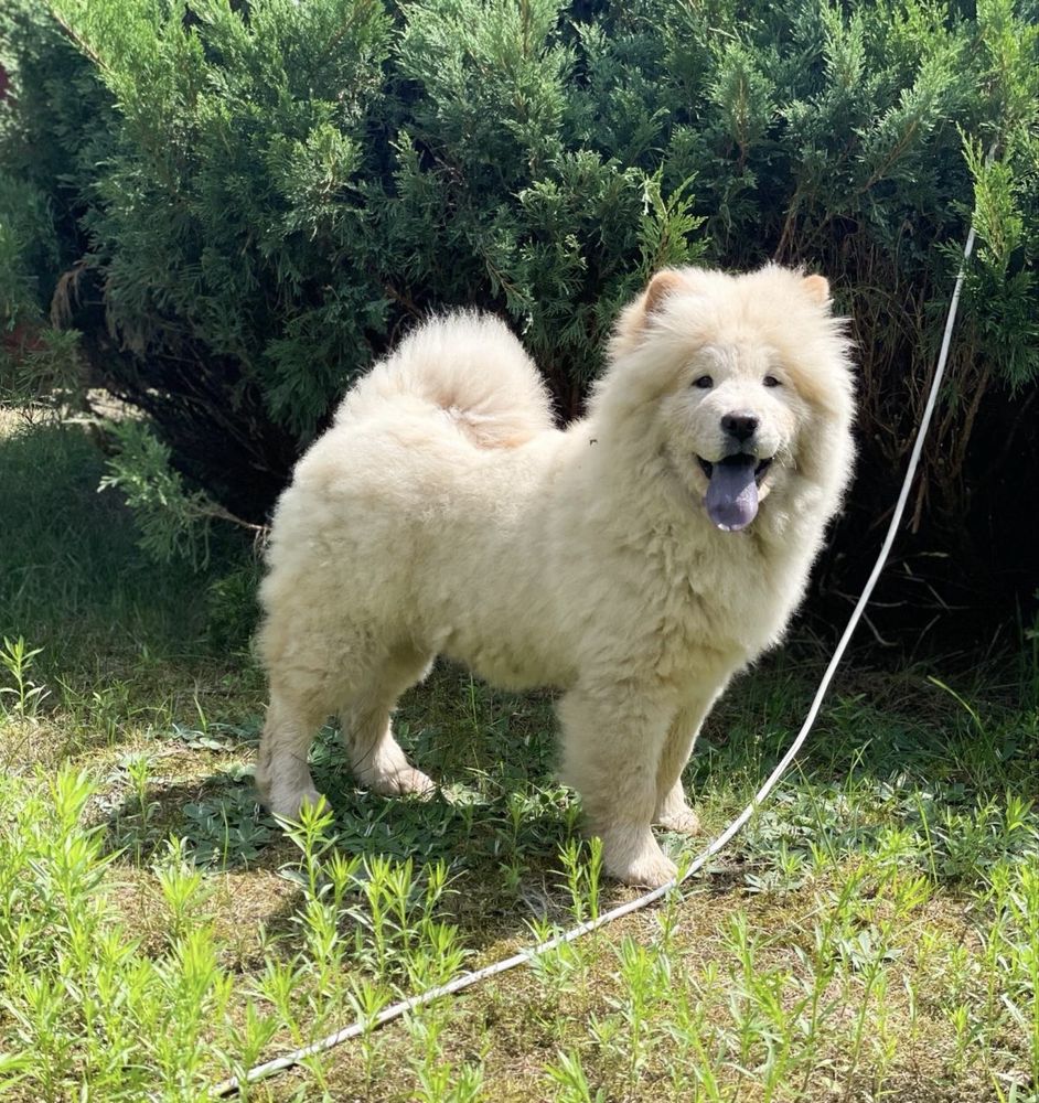 Chow Chow - piękna SUNIA