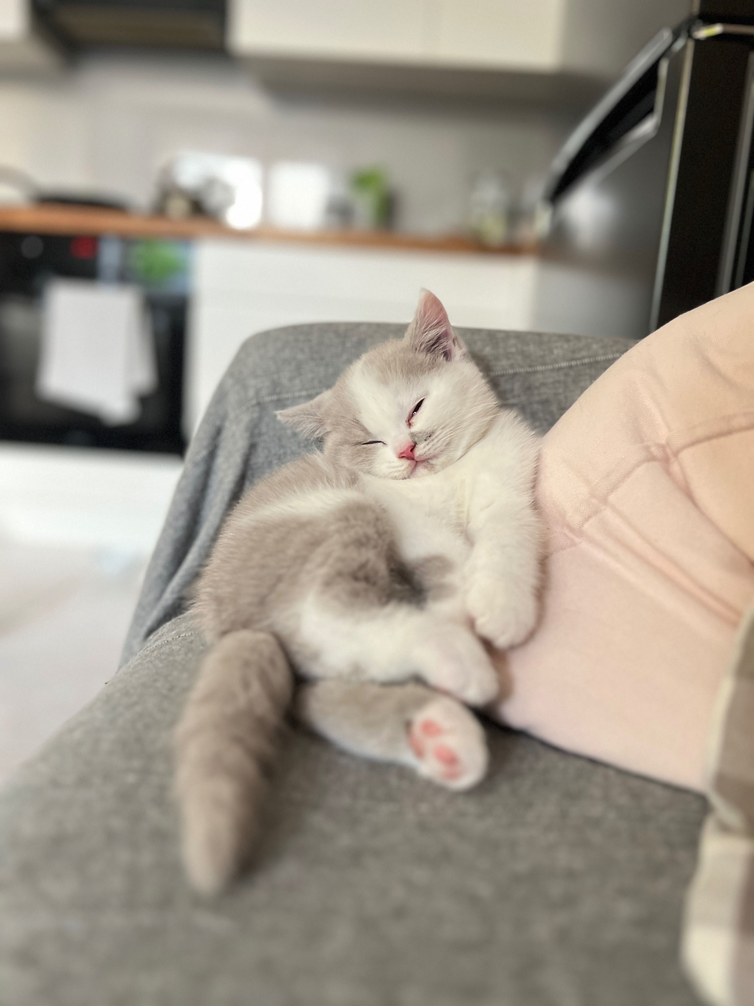 kot brytyjski lilowy Bicolor rodowód FPL