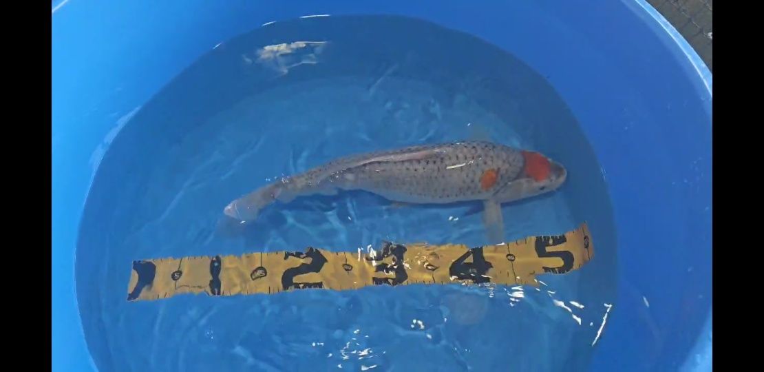 Carpas  Koi 45cm
