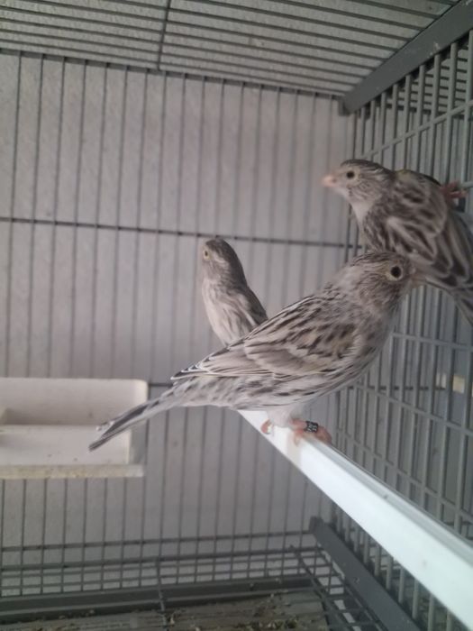 Canarios de 2025 para cedência