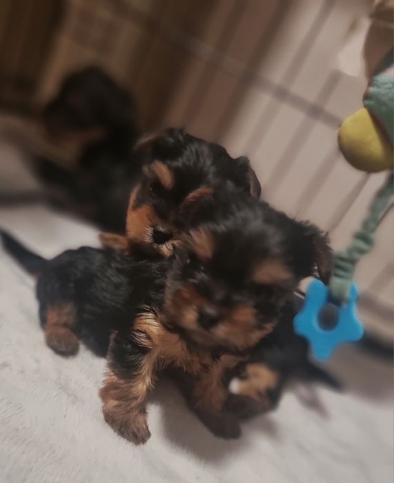 Yorkshire Terrier szczeniaczki