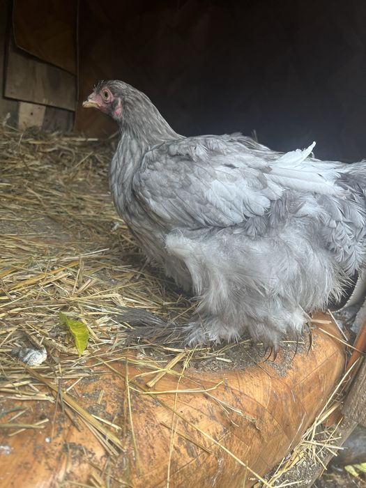 Kury Kochin olbrzymi   Sprzedam