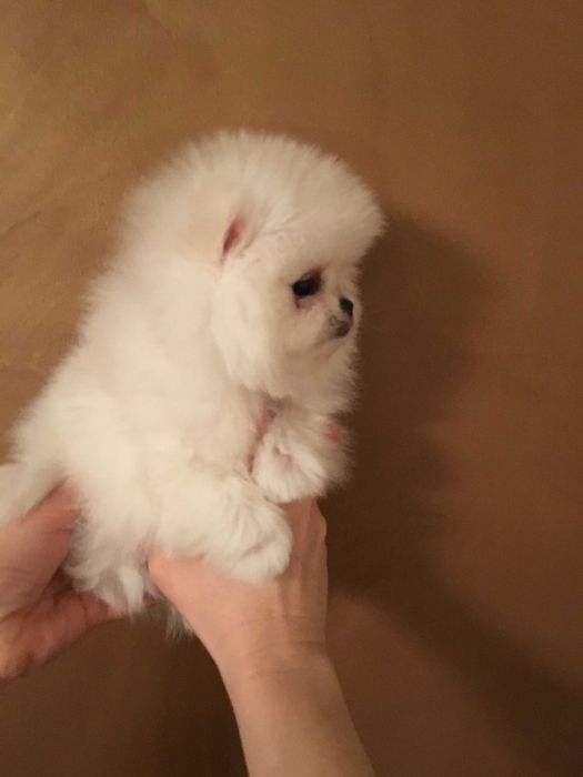 Szpic miniaturowy pomeranian mini misio  sunia