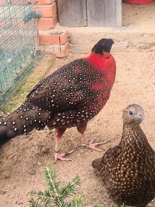 Bażanty tragopany satyry