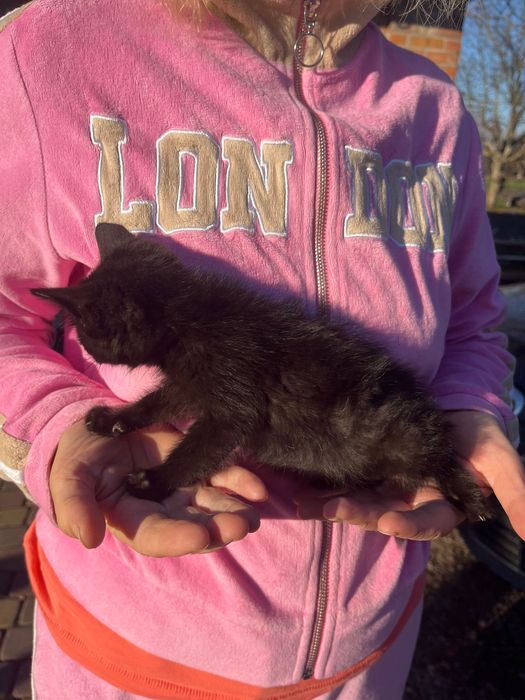 Віддам в хороші руки