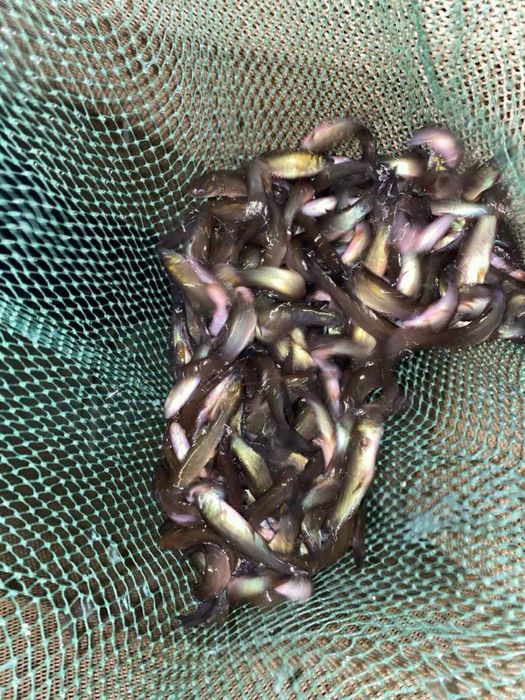 Лин зарибок для водойм