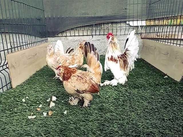 Яйцо на інкубацію курей Мільфлер мармур, біле золото, лимон.