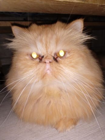 персидский кот стерилизованый, привитый  приучен к лотку