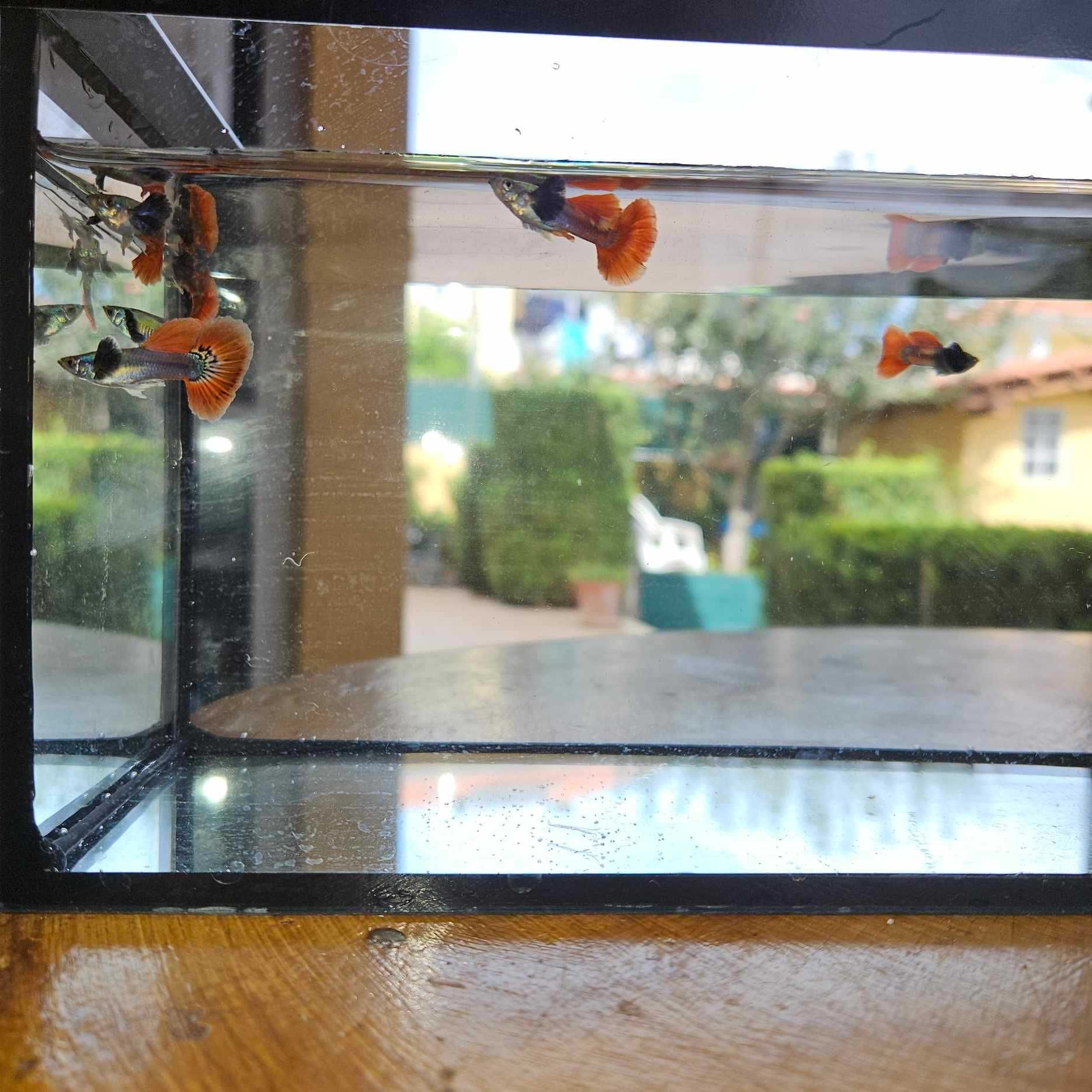 Guppys Dumbo Red Saphire (Casal)