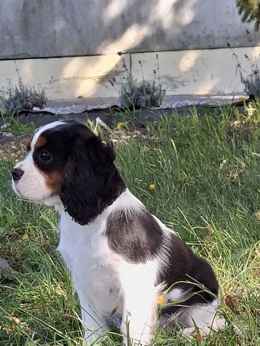 Cavalier King Charles spaniel suczka tricolor