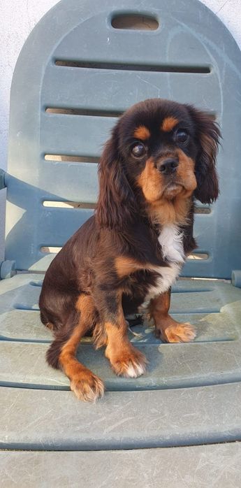 Menino Cavalier King Charles Spaniel