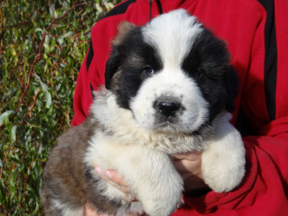 Moskiewski pies stróżujący z Rodowodem Nie Owczarek Kaukaz Bernardyn