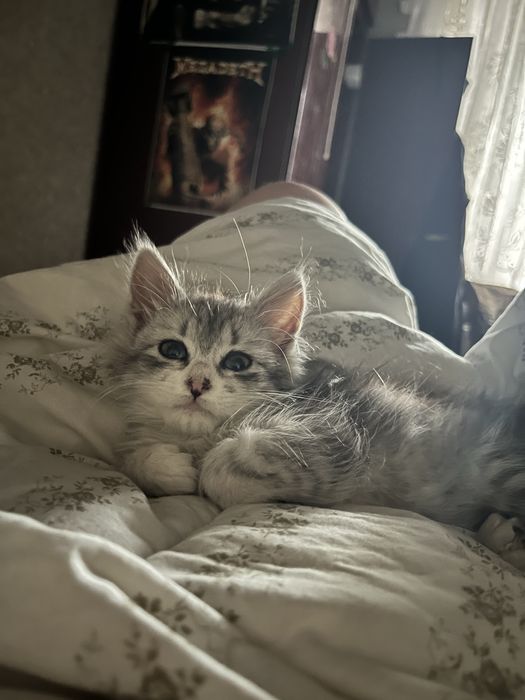 Отдаю кошечку, подкинули. Примерно 2.5 месяцев