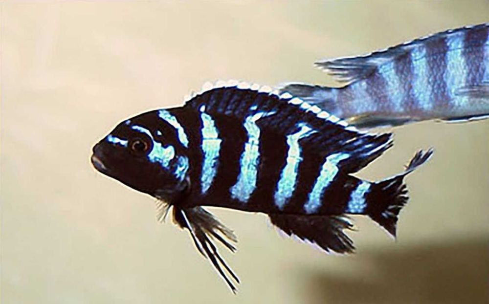 Chindongo demasoni - Malawik pasiasty - dowóz, wysyłka