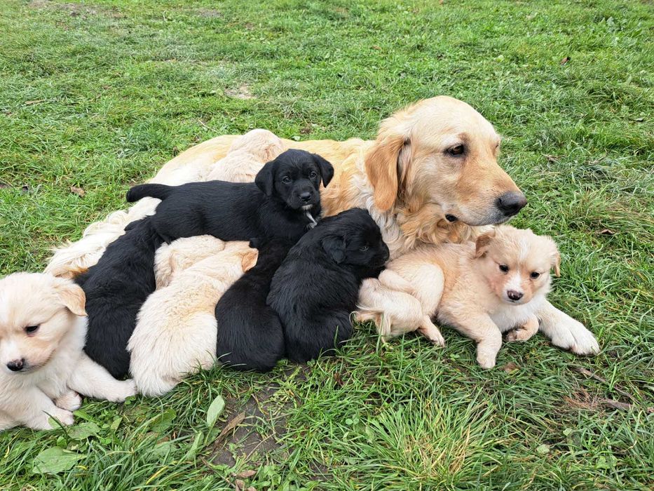 Pieski po matce Golden Retriver