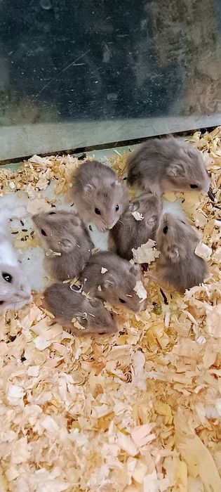 Продам хомячков 100грн за штуку