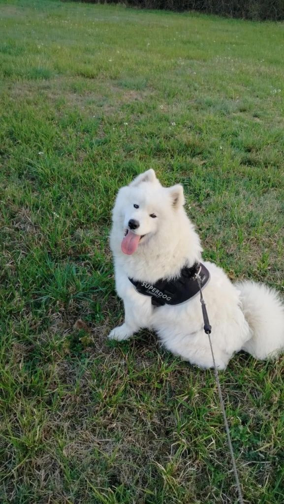 Samoyed typ misia suczka