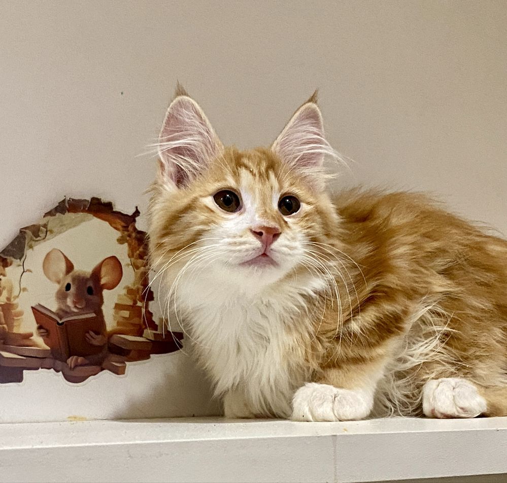 Котята Курильского бобтейла