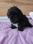 Śliczny czarny piesek Shih Tzu