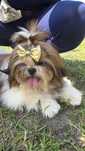 Shih tzu suczka Champion Pl 8 miesiący