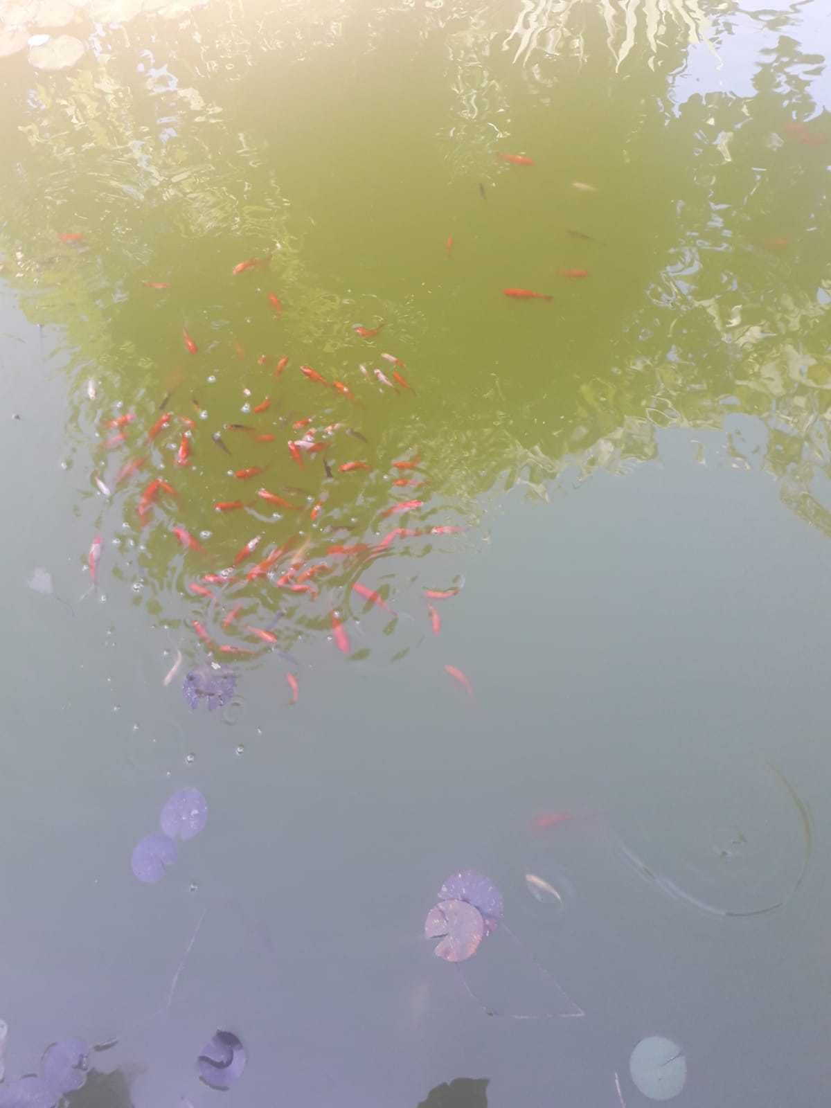 Peixes vermelho de aquario, cometa