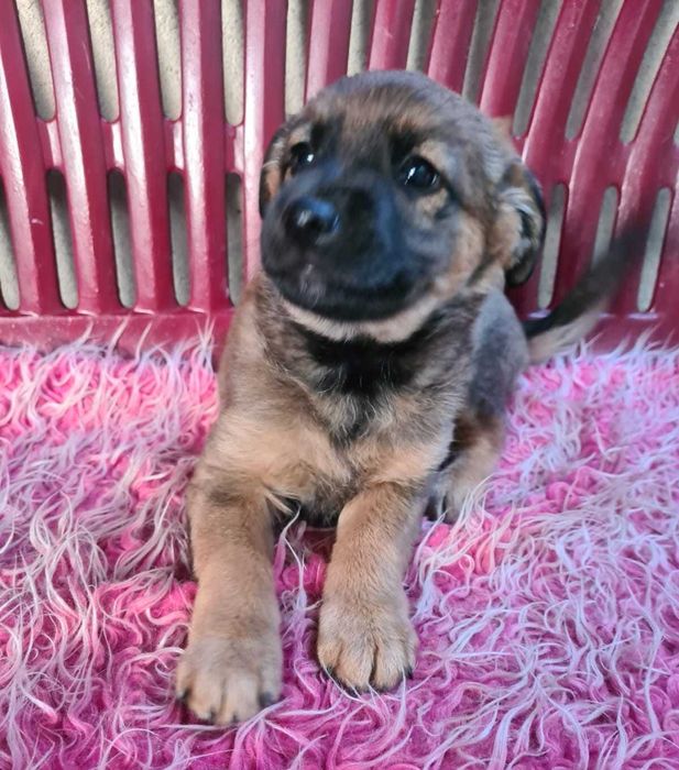 Trzymiesięczna Lula nie ma domu.