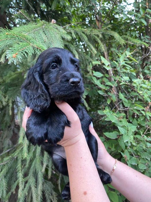 Англійський кокер спаньєль