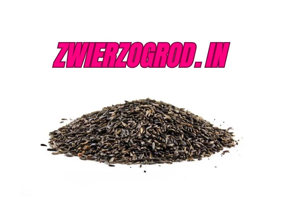 Murzynek Ziarno Nigru 1kg dla ptaków egzotycznych ** zwierzogrod.in **