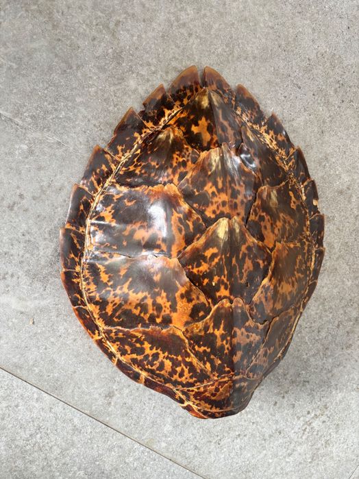 Skorupa zolwia na sciane