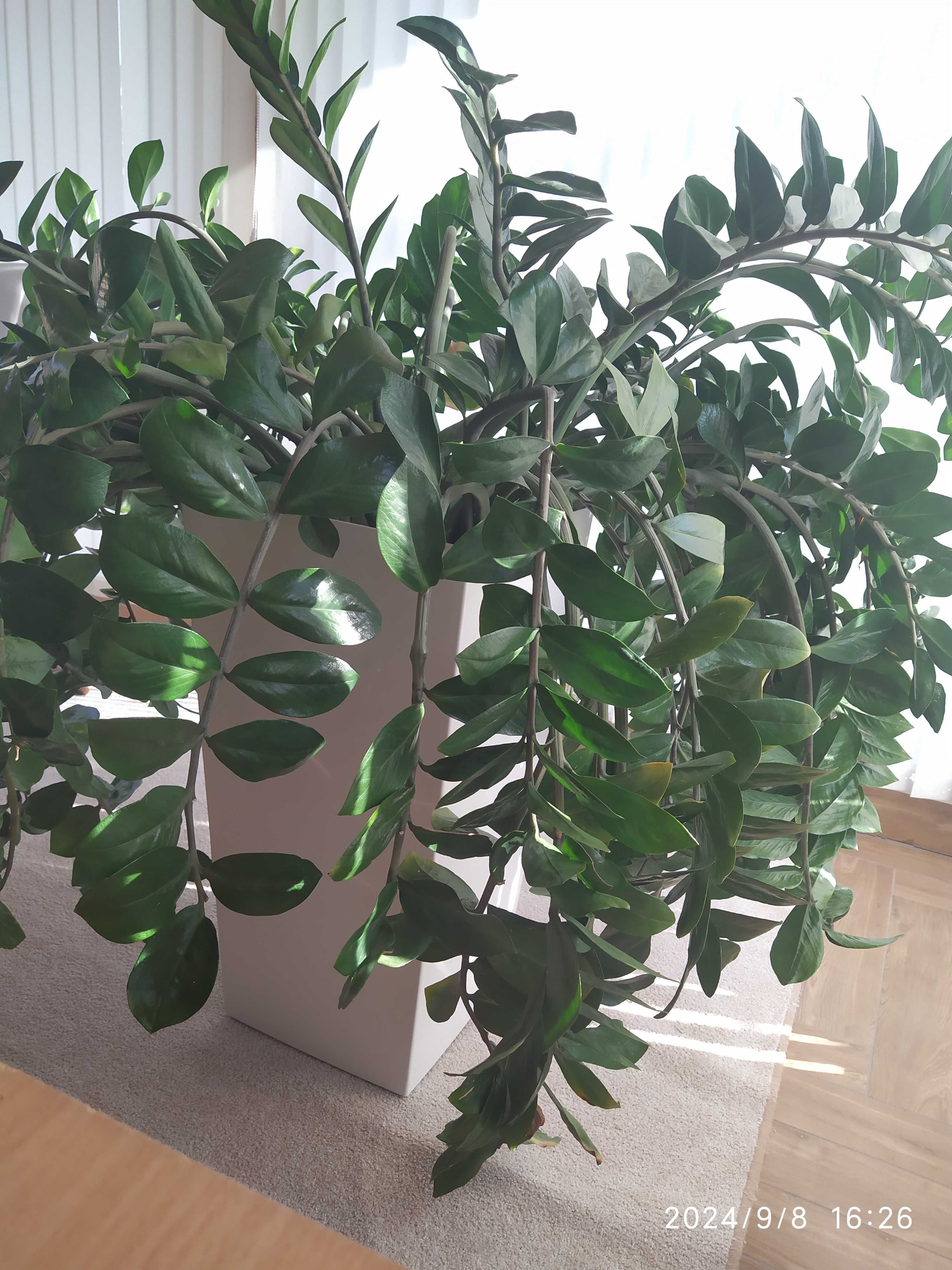 Zamioculcas zamiifolia BARDZO DUŻY