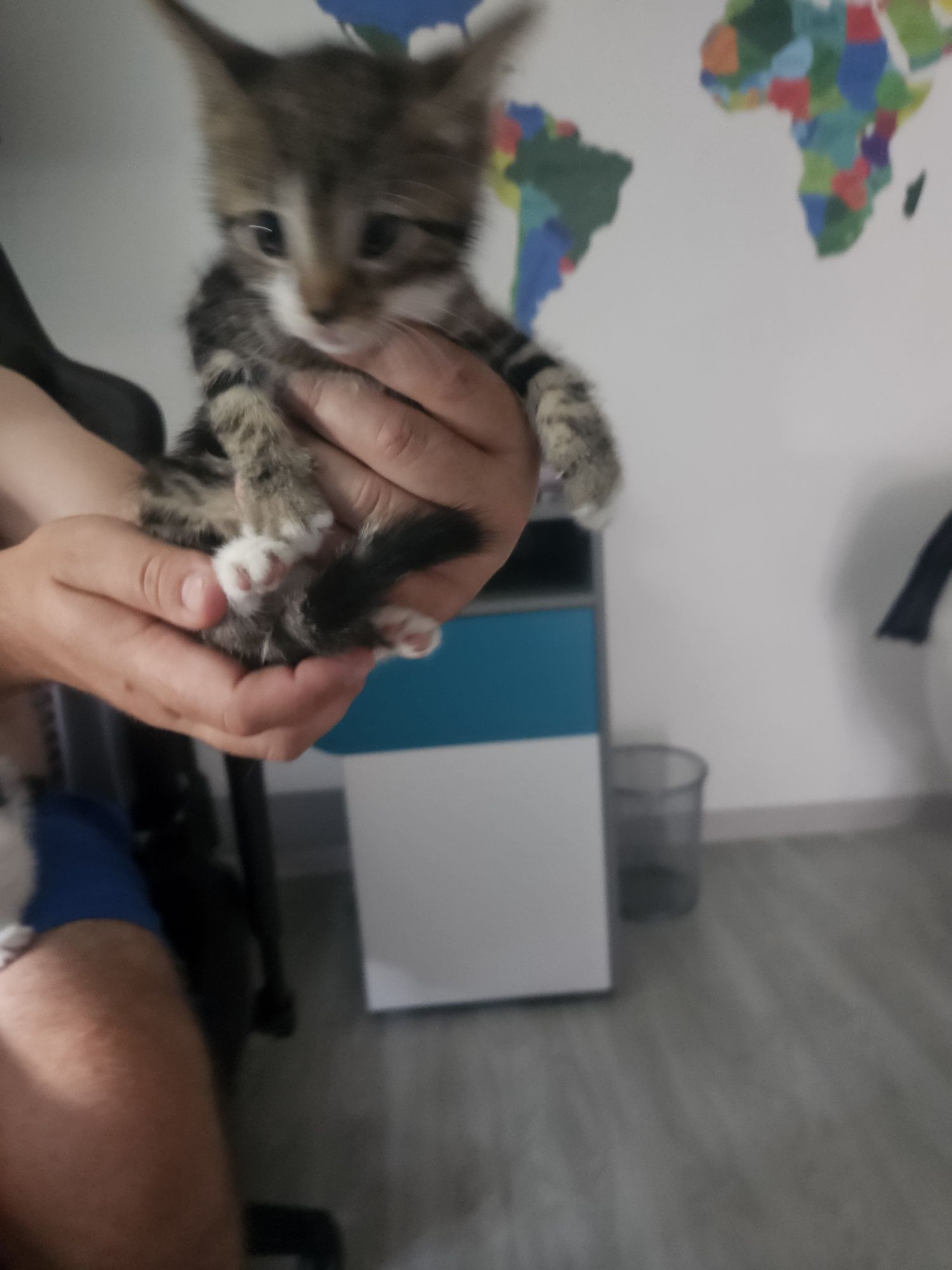 Oddam za darmo 2 koty