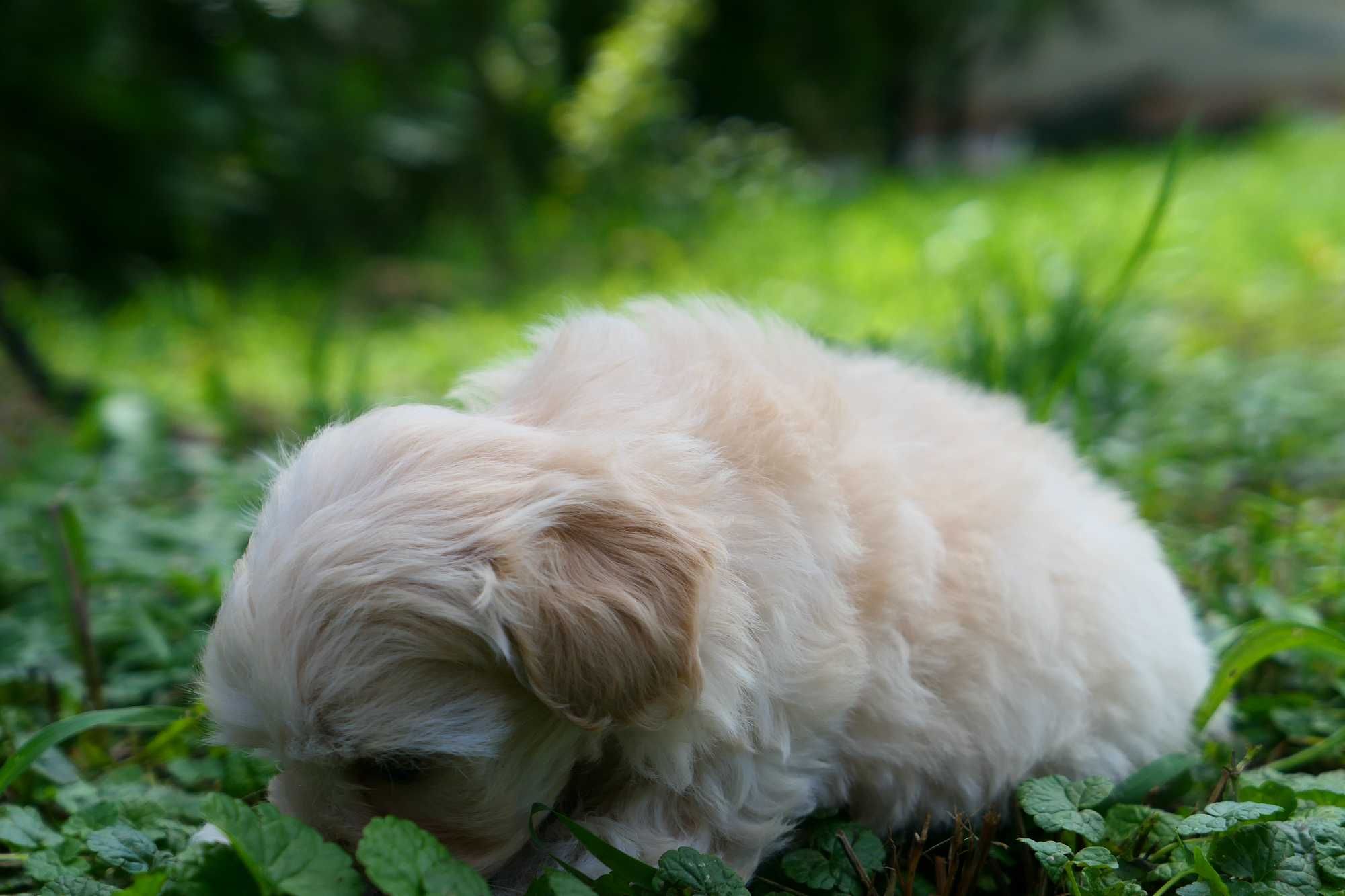 Maltipoo - Piesek F1