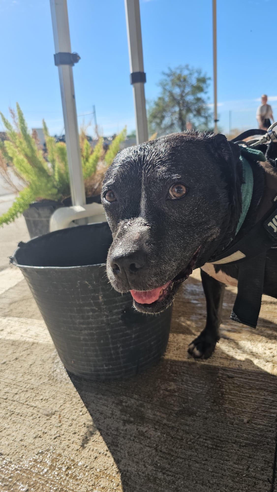 Daniela, amstaff, pitbull, amstafka, pitbulterier, 6 lat w schronisku
