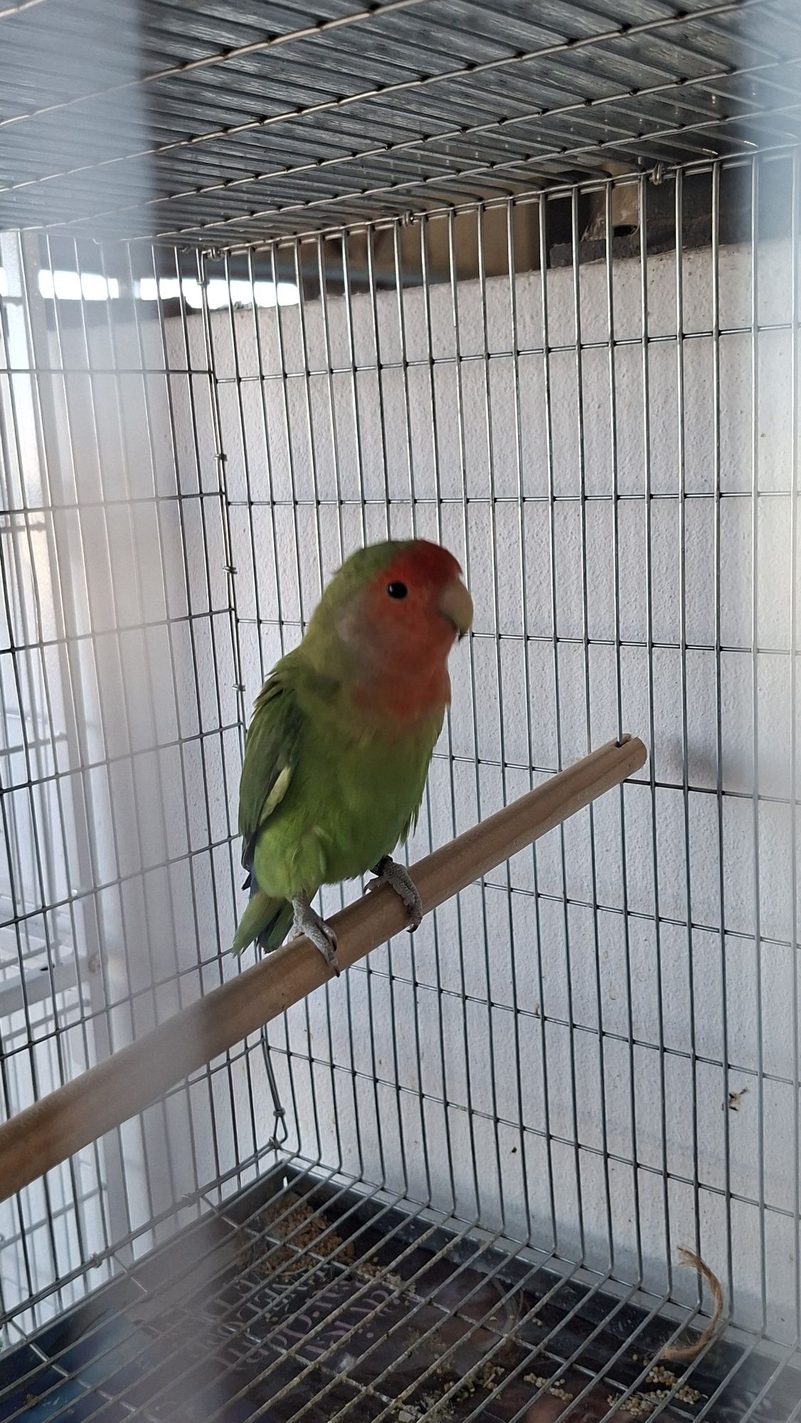 Macho longfeather