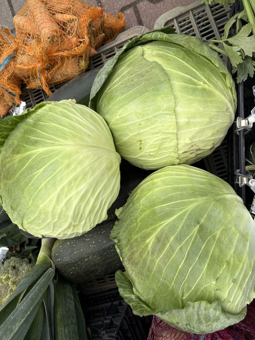 KAPUSTA biala, KAPUSTY do kiszenia, głowa, sztuka