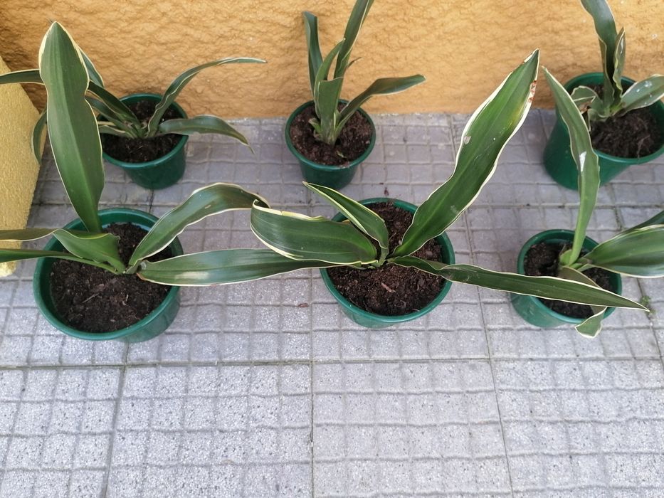 Folhas Raiadas em vasos