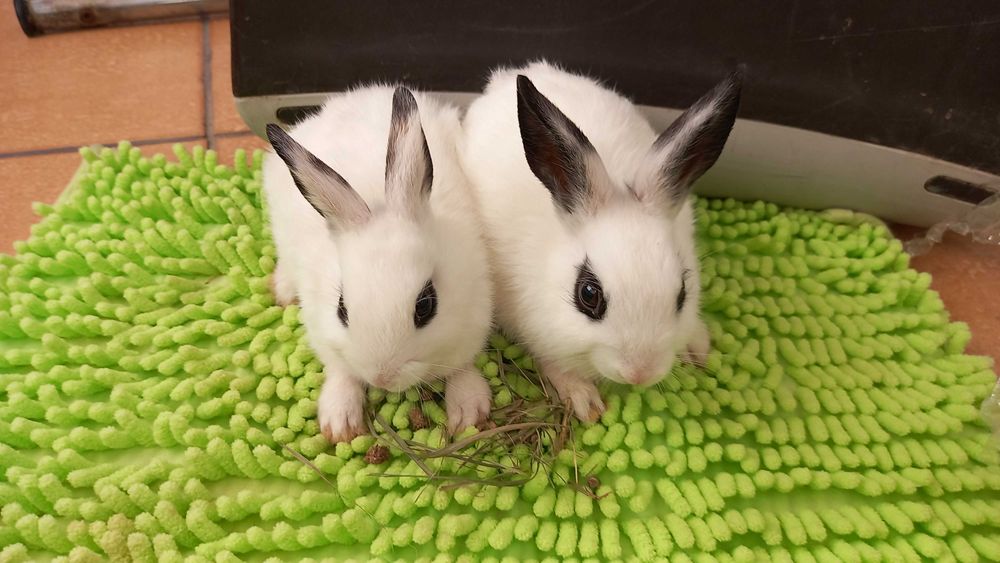 2 dziewczynki szukaja domu