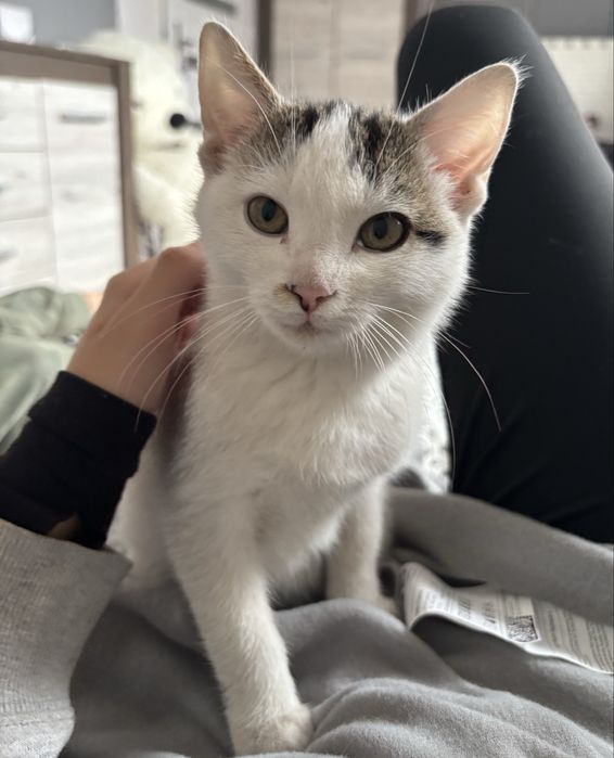 Oddam kotka w dobre ręce