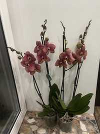 Орхідея Тулон-2 гілки-550 грн