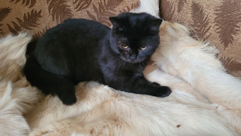 Мальчик в соболиной шубке