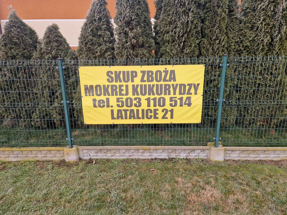 sprzedam ziarno mokrej kukurydzy zdjęcie poprawne