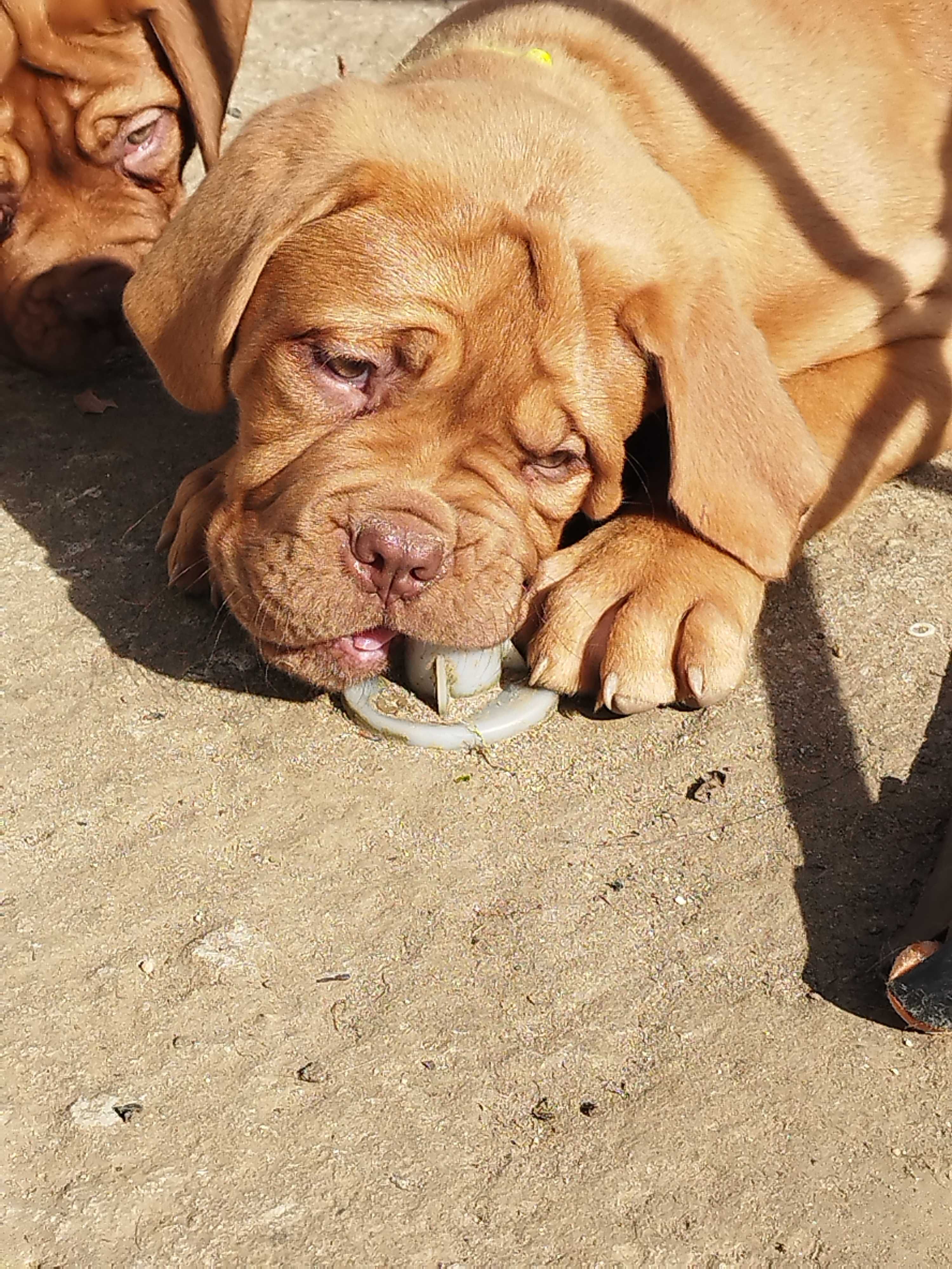 Dogue de Bordéus