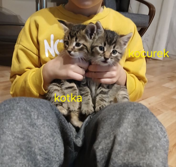 Oddam małe kotki w dobre ręce