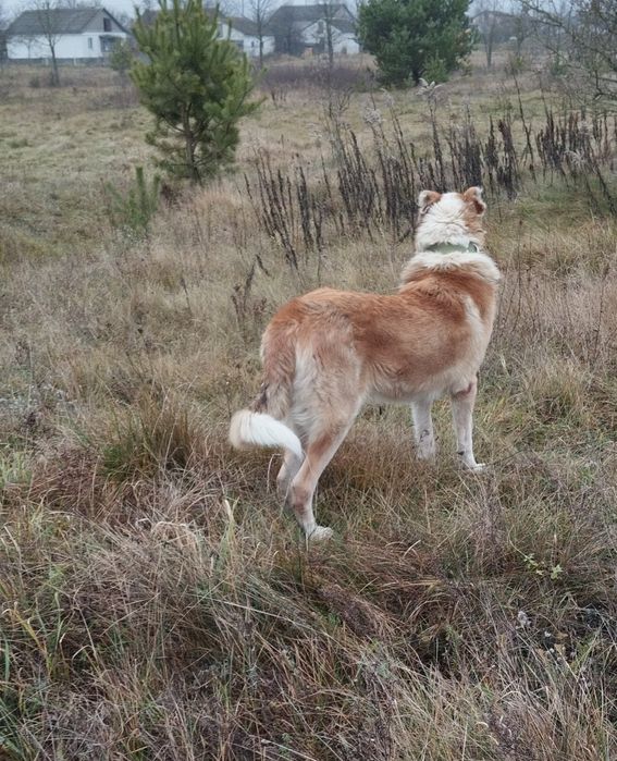 Алабай , знайдено собаку , шукаю господарів чи новий дім