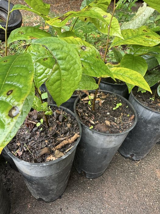 Paw paw asimina triloba